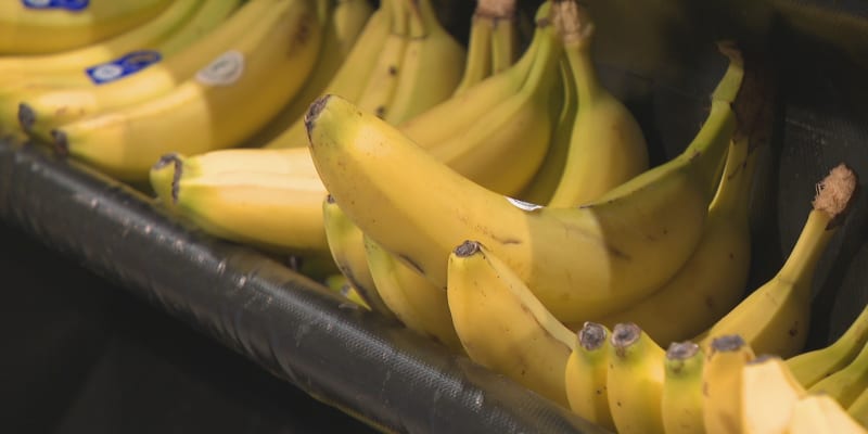 Téměř 650 kilo kokainu našli zaměstnanci hypermarketu mezi banány.