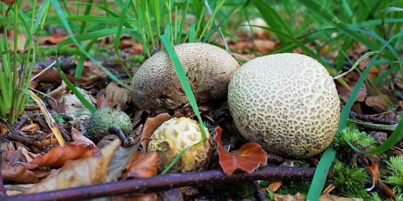 Pestřec obecný (Scleroderma citrinum) je houba všeobecně považována za houbu mírně jedovatou, kterou lze ale využít v malém množství jako koření.