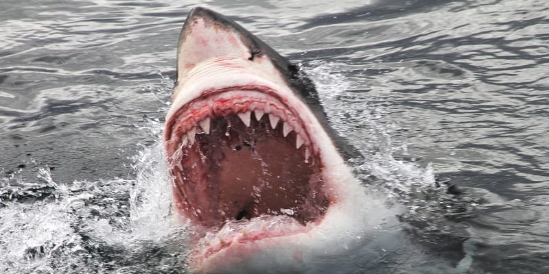 Velký bílý žralok může zaútočit i na svého druha