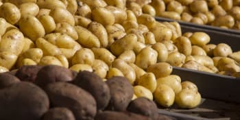 Čechy trápí raketové zdražení brambor. Pěstitelé předpověděli, kdy ceny v obchodech klesnou