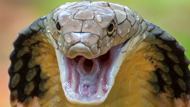 Kobra královská (ilustrační foto)