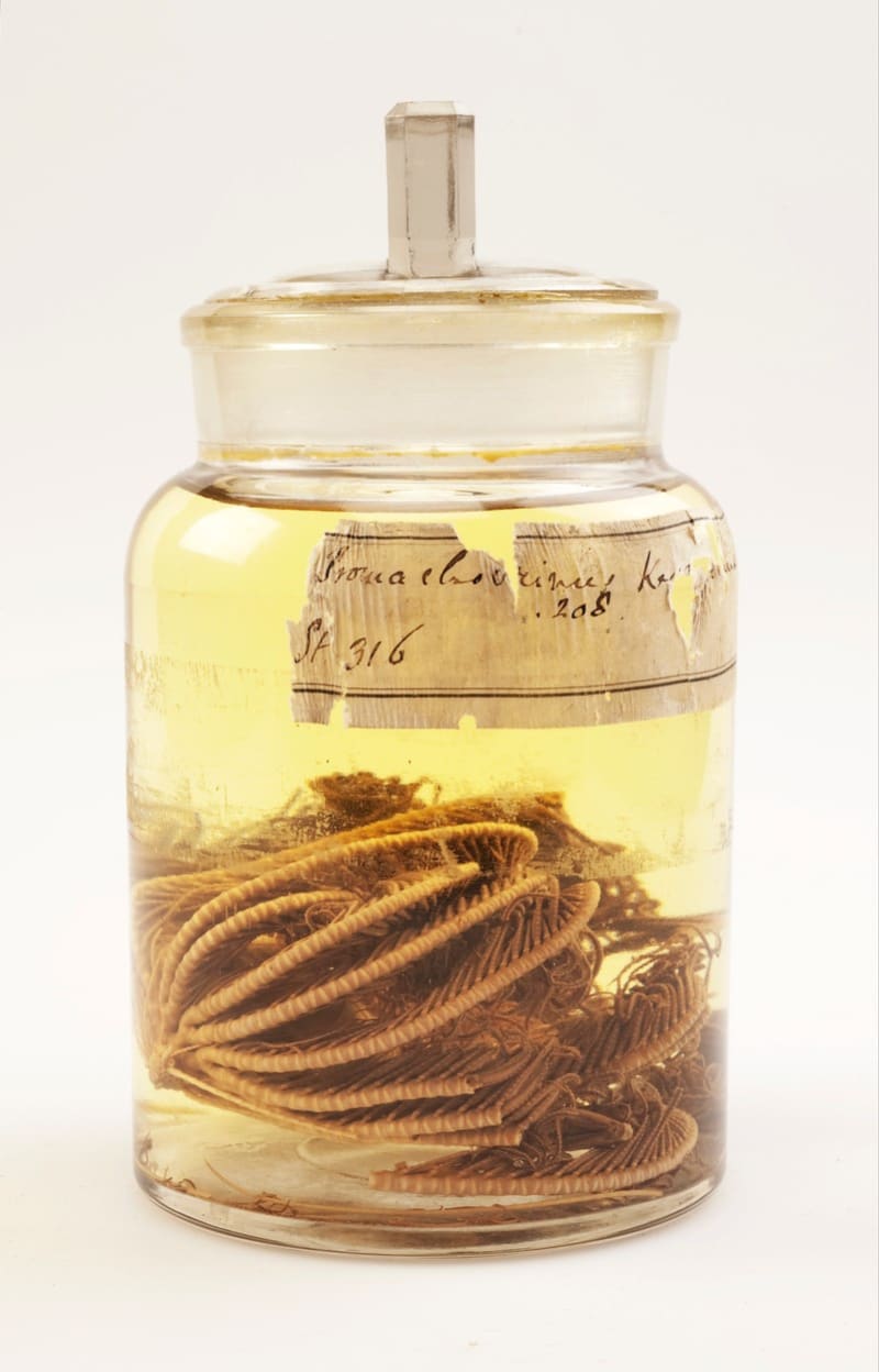 Lilijice Promachocrinus, kterou ulovila výprava Roberta Falcona Scotta naa Antarktidu mezi lety 1910 a 1913 