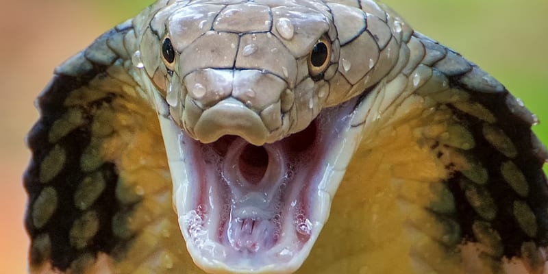 Kobra královská (ilustrační foto)