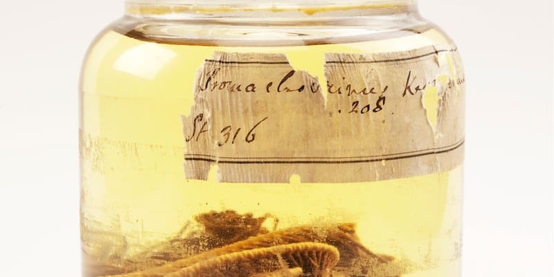Lilijice Promachocrinus, kterou ulovila výprava Roberta Falcona Scotta naa Antarktidu mezi lety 1910 a 1913 