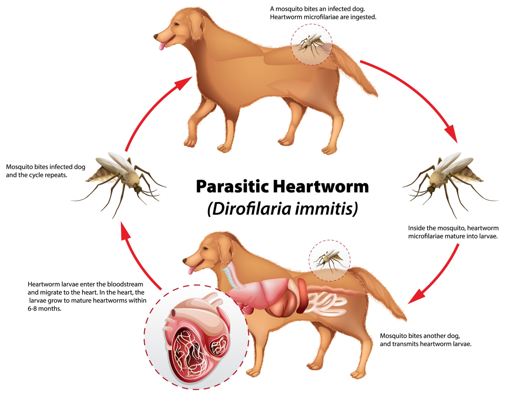 Životní cyklus vlsovce psího, Dirofilaria immitis