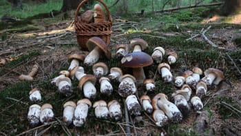Můžete jíst lehce červivé houby? Larvy hmyzu jedovaté nejsou, vysvětlil odborník