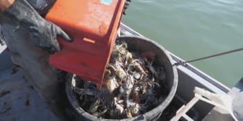 Agresivní krab tyranizuje italské pobřeží. Rybáři jsou zoufalí, do boje vyrazila i vláda