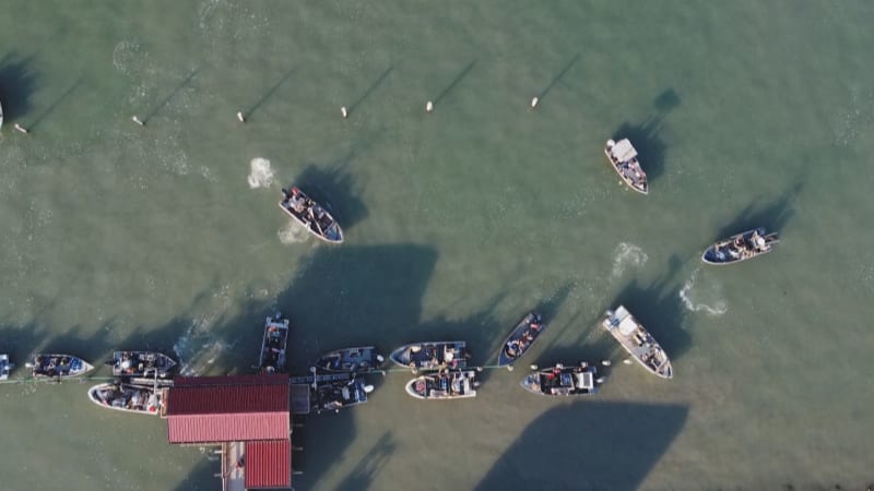 Invaze krabů v lagunách italského Scardovari