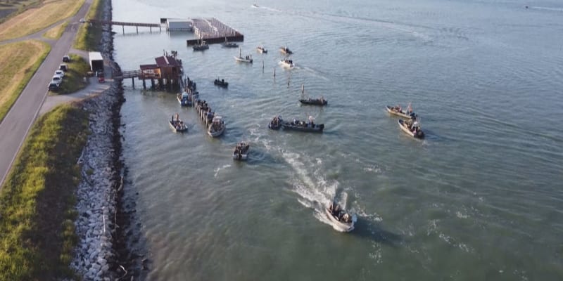 Invaze krabů v lagunách italského Scardovari