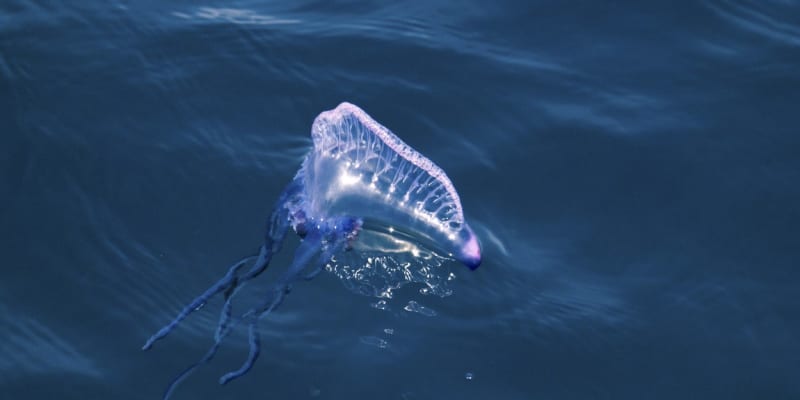 Medúza měchýřovka portugalská