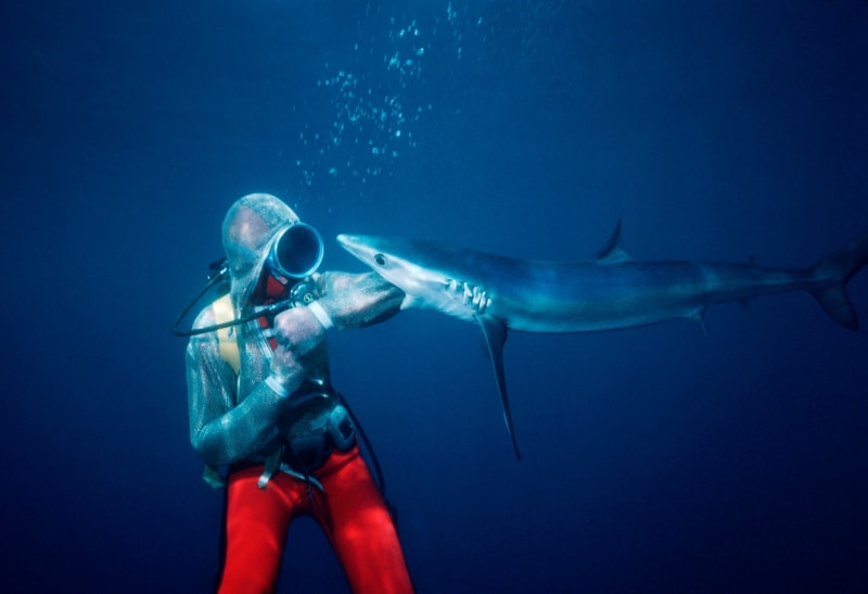 Žralok modrý při útoku na výbavu potapěče
