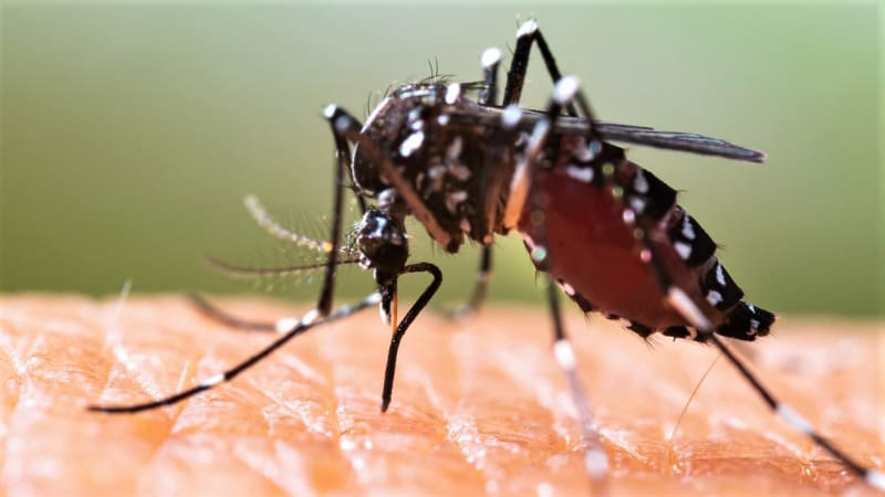 Komár tygrovaný