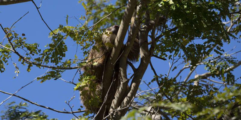 Lenochodi tráví většinu života na stromech