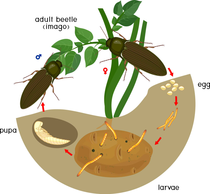 Životní cyklus kovaříků a jejich larev, drátovců