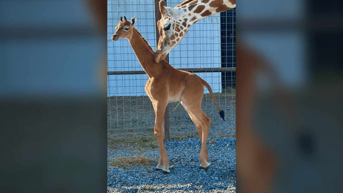 V zoo v Tennessee se narodila žirafa bez skvrn.