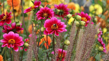 7 květin pro nezkušené zahrádkáře: Nevyžadují velkou péči a zvládnou rozmary počasí