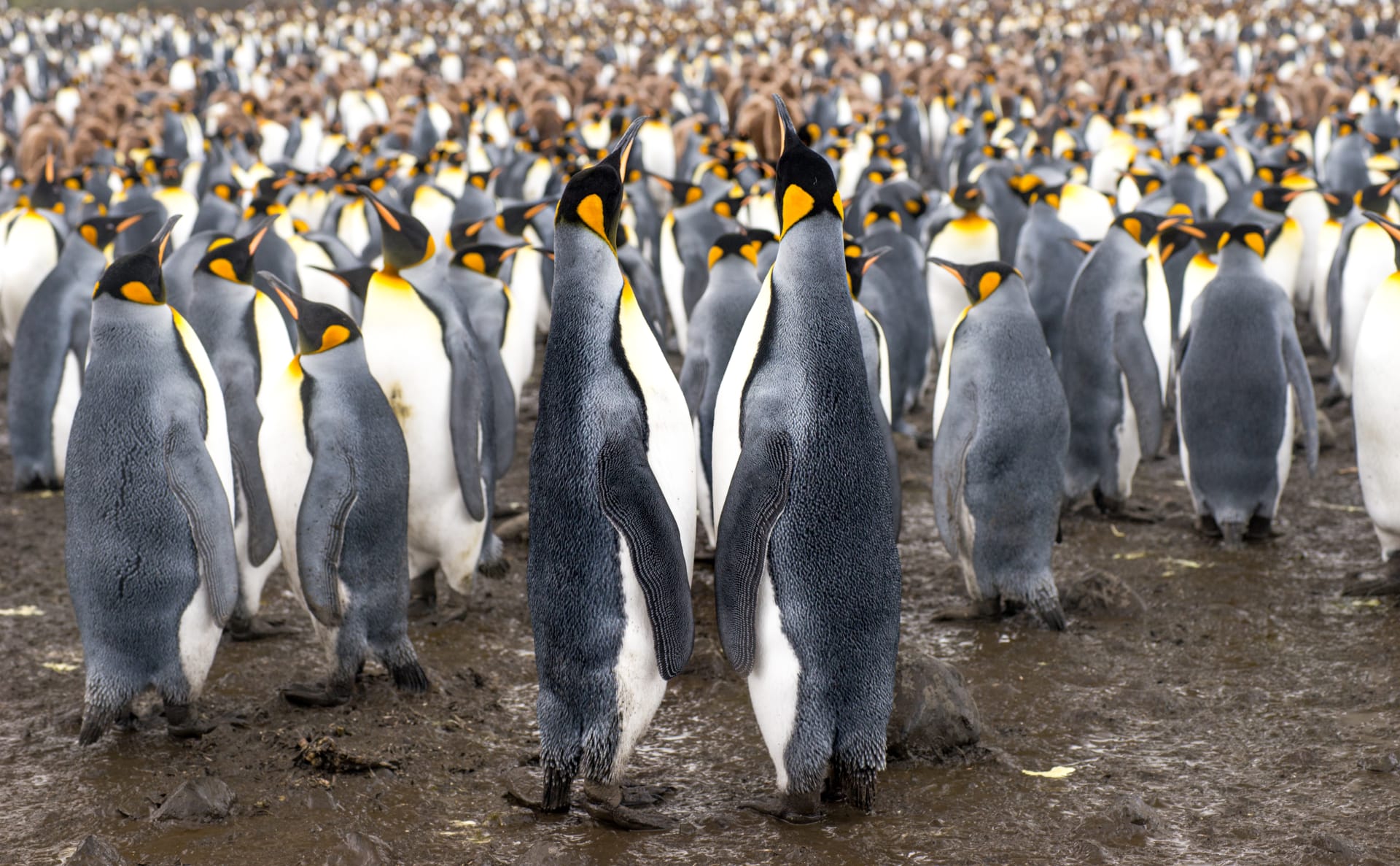 Kolonií tučňáků císařských ubývá.