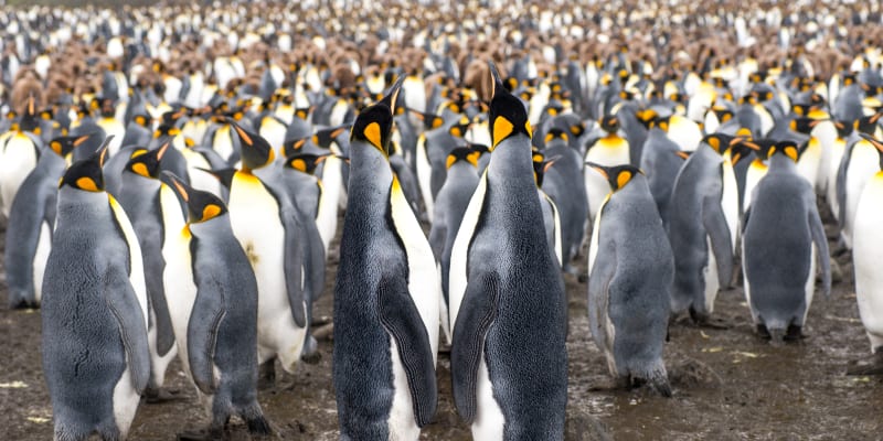 Kolonií tučňáků císařských ubývá.