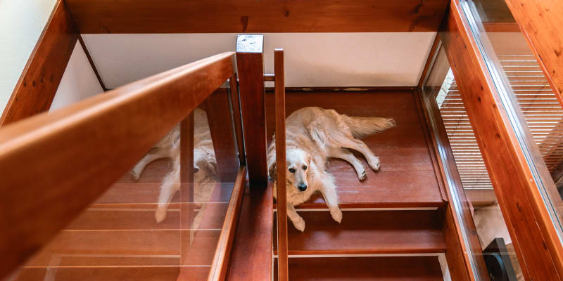 Bella na schodech domu Michala Viewegha v Sázavě