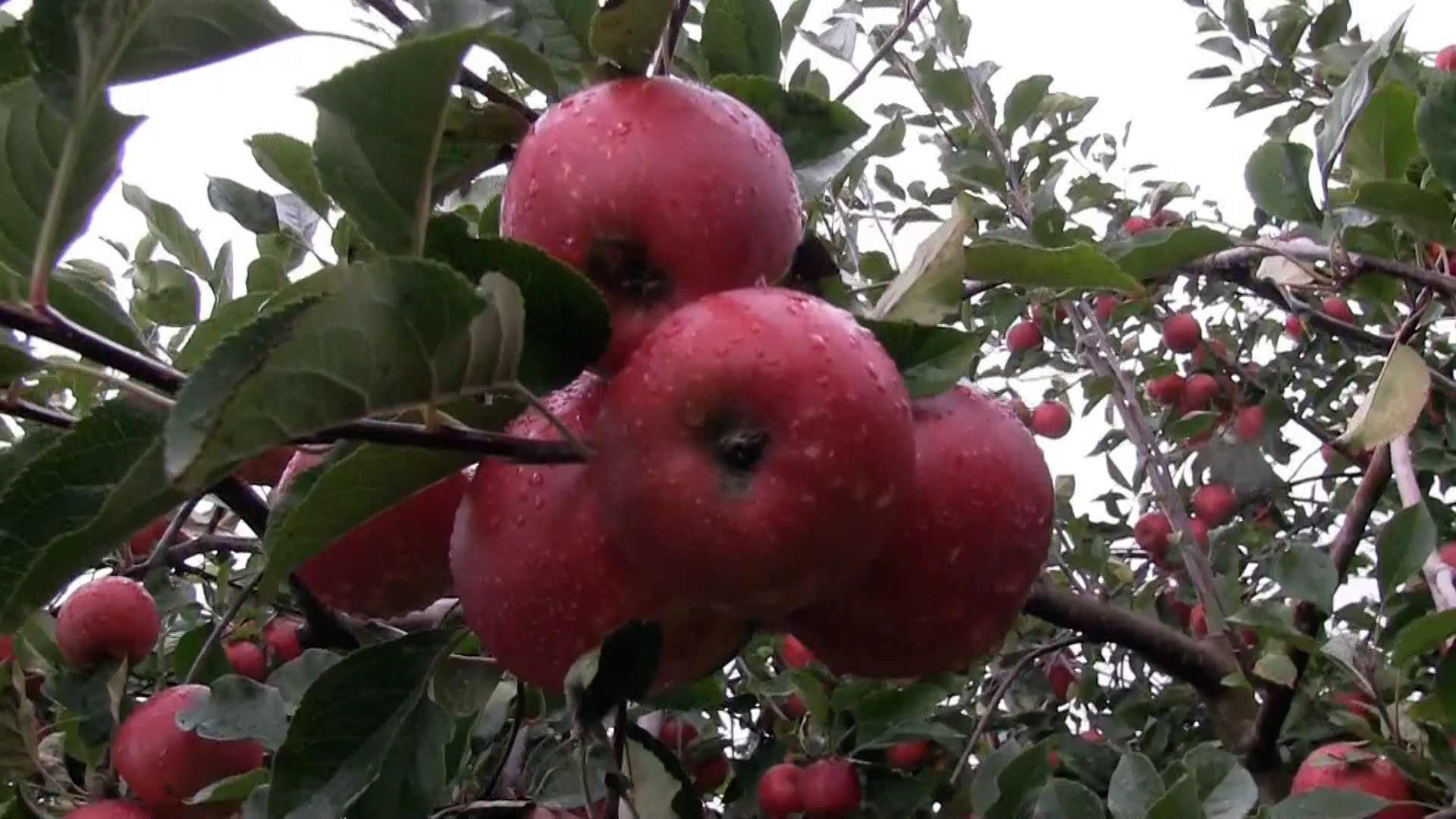 Ovocnáři zuří. Obchodní řetězce vykupují kilo jablek v průměru za 15 korun, ale prodají ho i za čtyřnásobek.