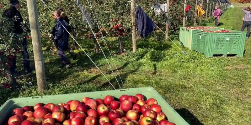 Ovocnáři zuří. Obchodní řetězce vykupují kilo jablek v průměru za 15 korun, ale prodají ho i za čtyřnásobek.