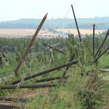 Úrodu chmele na Přerovsku zdevastovala bouřka.