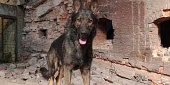 Zemřel psí hrdina Jax. Pomáhal i při tureckých zemětřeseních, v Řeporyjích ho přejel vlak