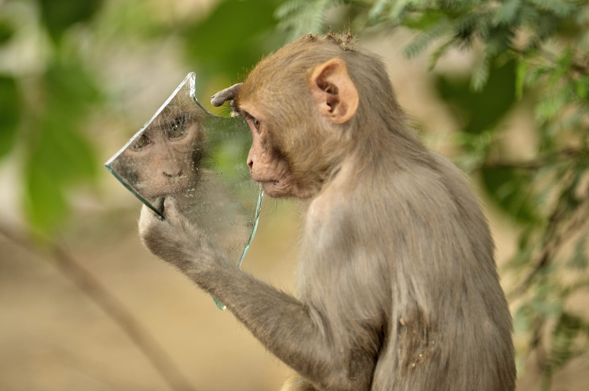 Někteří primáti reagují na zrcadla velmi dobře