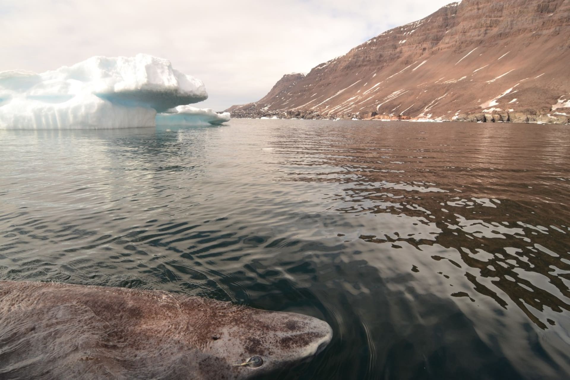 Žralok grónský útočí i na lední medvědy