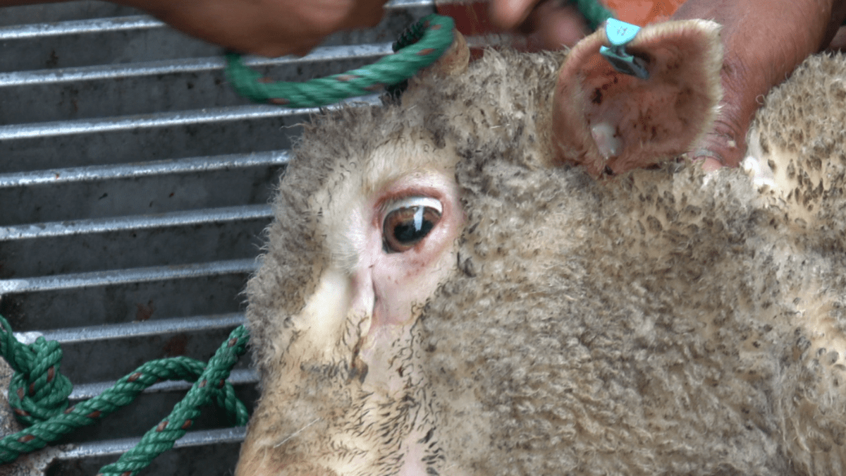 Australským ochráncům zvířat se podařilo prokázat týrání vyvážených ovcí.