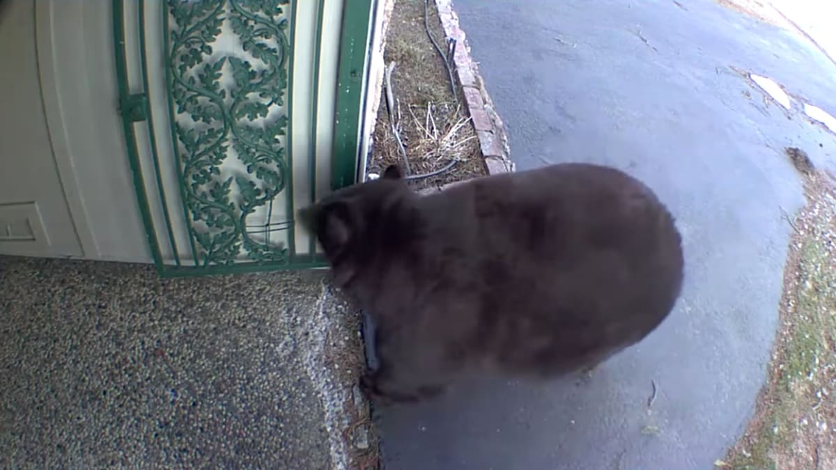 Medvěd baribal na záznamu kamery domu, který se nachází v oblasti jezera Tahoe.