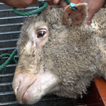 Australským ochráncům zvířat se podařilo prokázat týrání vyvážených ovcí.