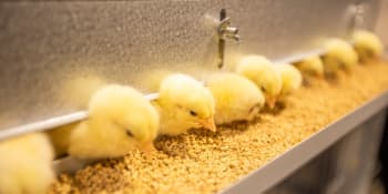 Levně prodaná kuřata do zahraničí, pak draze přivezená zpět. Ekonomové český postup kritizují
