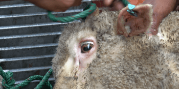 Tajné záběry dokazují týrání ovcí vyvážených z Austrálie na Střední Východ