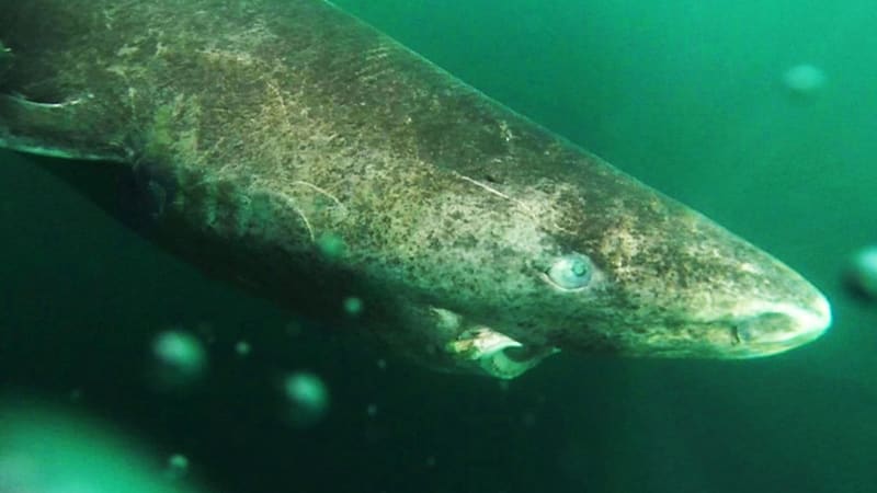 Nejpodivnější žralok světa uloví i ledního medvěda. Jeho maso je jedovaté a zuby fungují jako motorová pila
