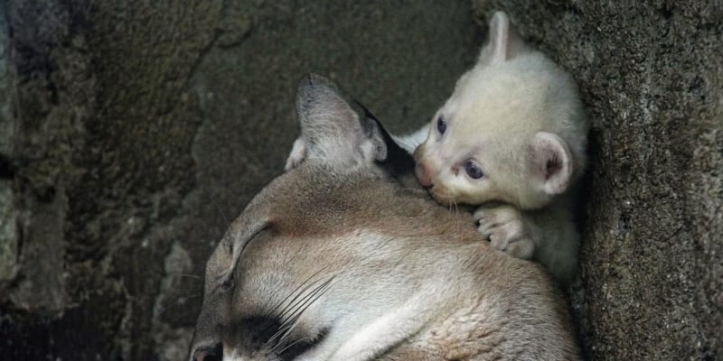V Nikaragui se narodilo vzácné albínské mládě pumy