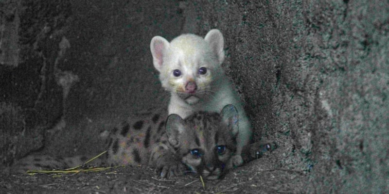 V Nikaragui se narodilo vzácné albínské mládě pumy