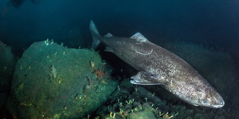 Žralok grónský ve svém přirozeném prostředí