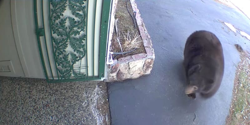 Medvěd baribal na záznamu kamery domu, který se nachází v oblasti jezera Tahoe.
