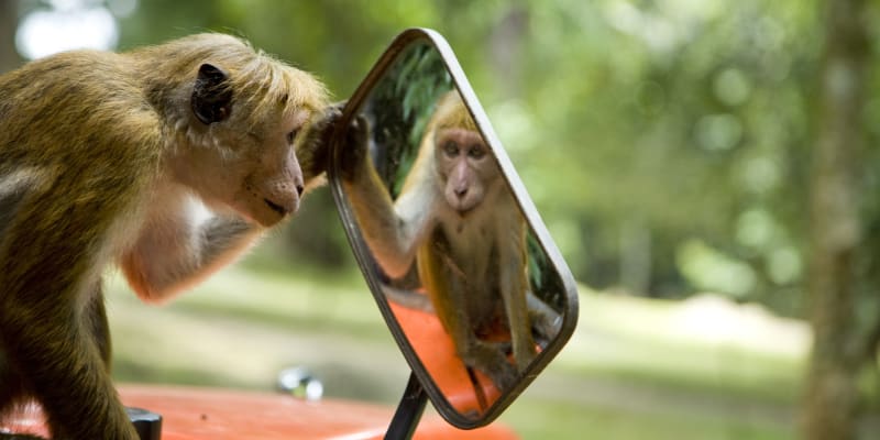 Někteří primáti reagují na zrcadla velmi dobře