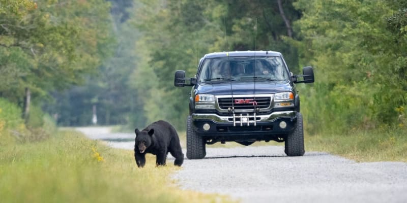 Medvěd baribal v okolí jezera Tahoe