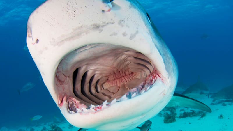 Žralok tygří