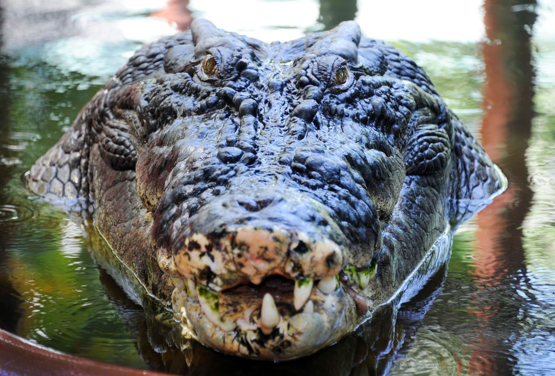 Největší žijící krokodýl světa, Cassius