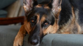 Torze neboli přetočení žaludku: Veterinářka radí, jak bolestivému onemocnění psů předejít
