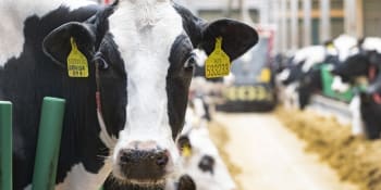Německé krávy mají tučnější mléko, vysvětlují výrobci dražší máslo v Česku. Výborný nevěří