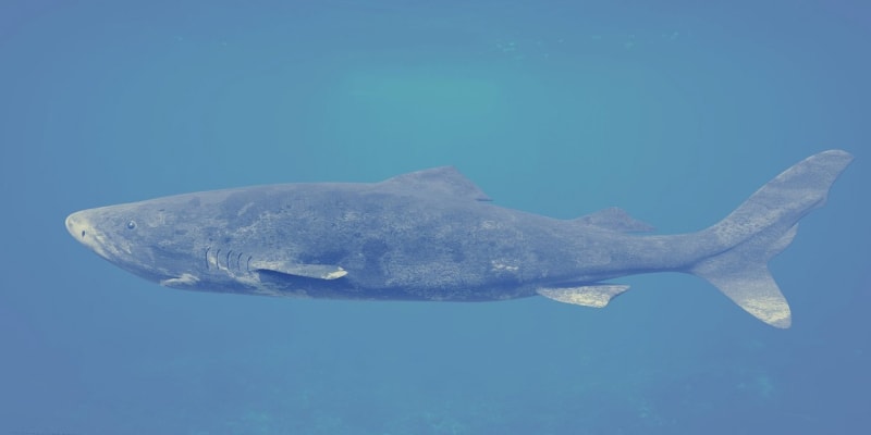Žralok malohlavý vydrží extrémně nízké teploty