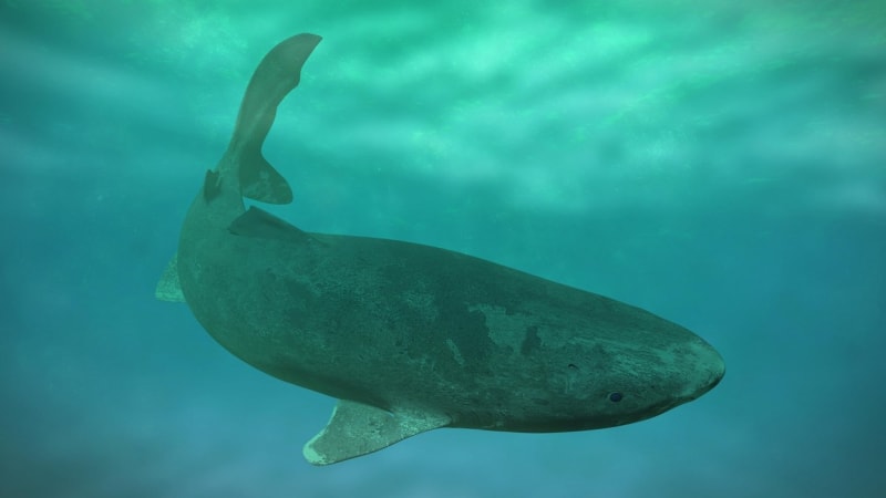 Nejvíce žraloka malohlavého trápí paraziti, hodující na jeho očích