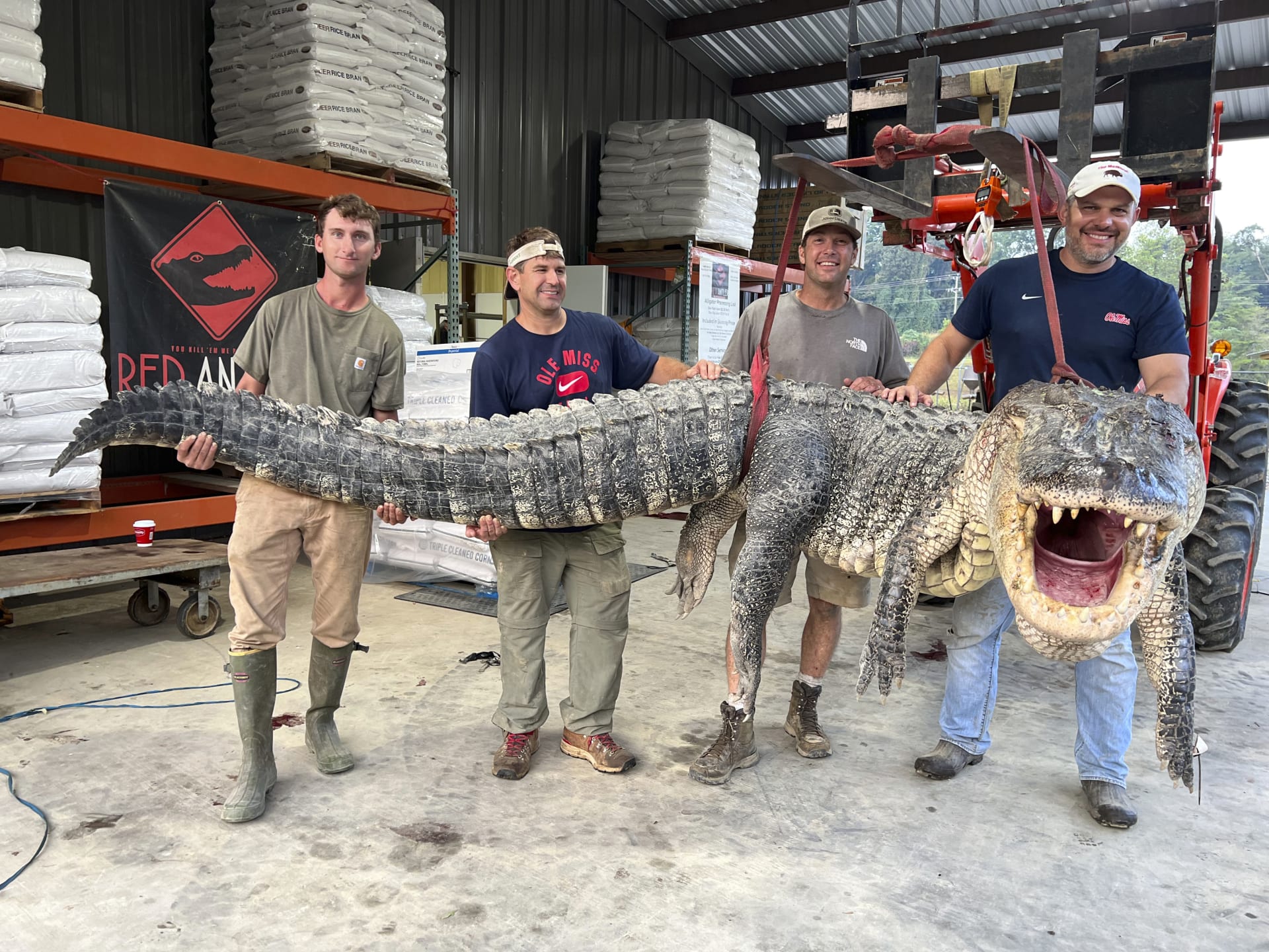 V Mississippi ulovili aligátora o hmotnosti přes 800 kilogramů.