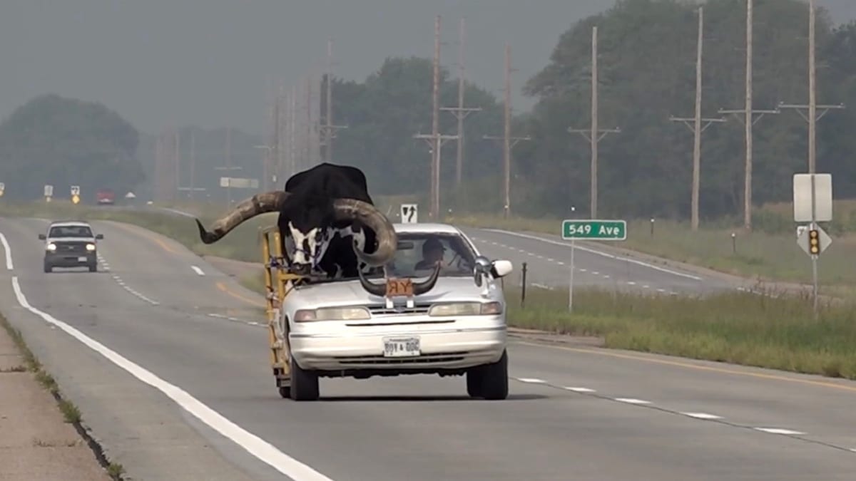 Policisty v Norfolku překvapil býčí spolujezdec, který s mužem cestoval v upraveném autě. 