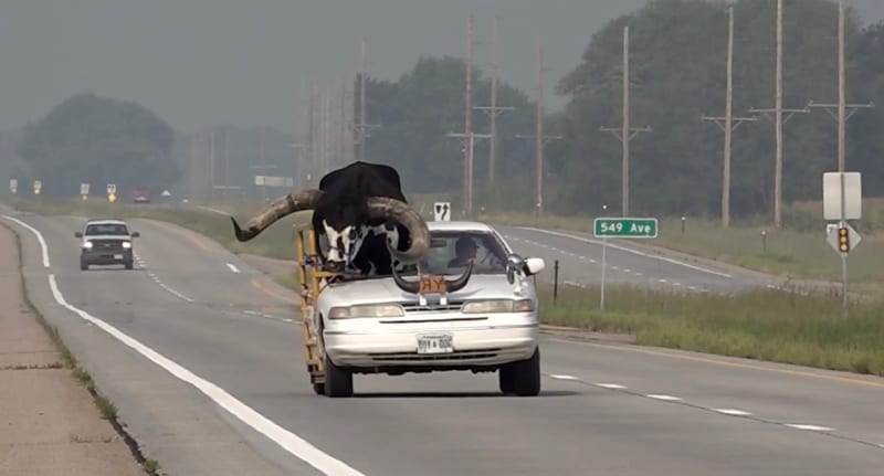 Policisty v Norfolku překvapil býčí spolujezdec, který s mužem cestoval v upraveném autě.